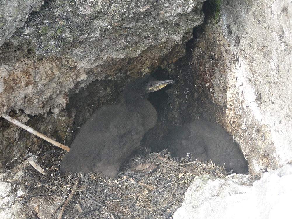 Un nid de cormorans huppés