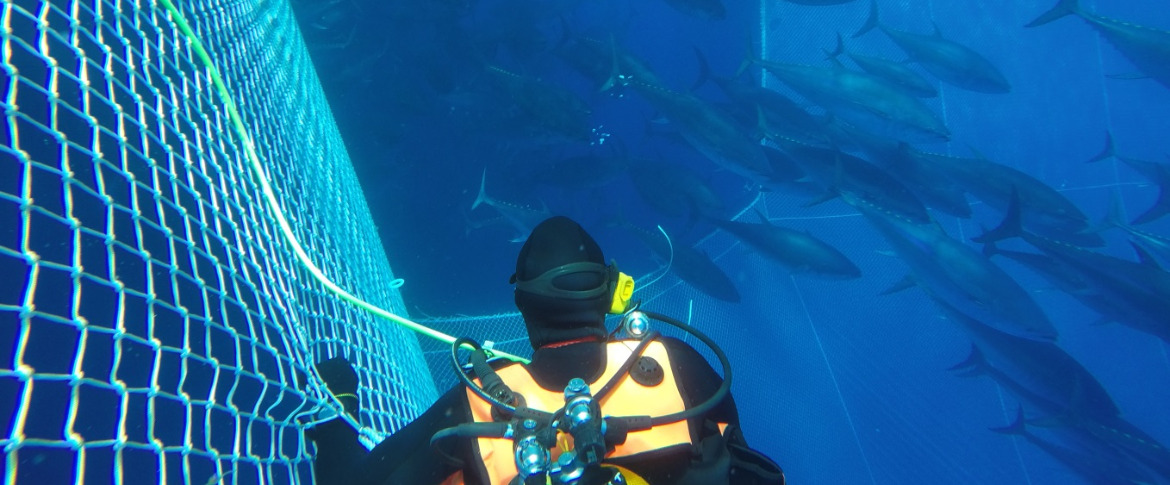 Un plongeur inspecte une cage de thons rouges.