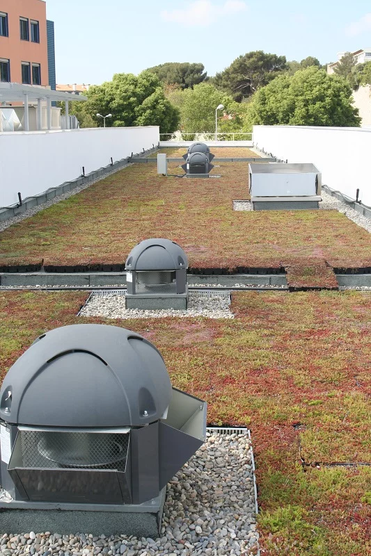 Toiture végétalisée