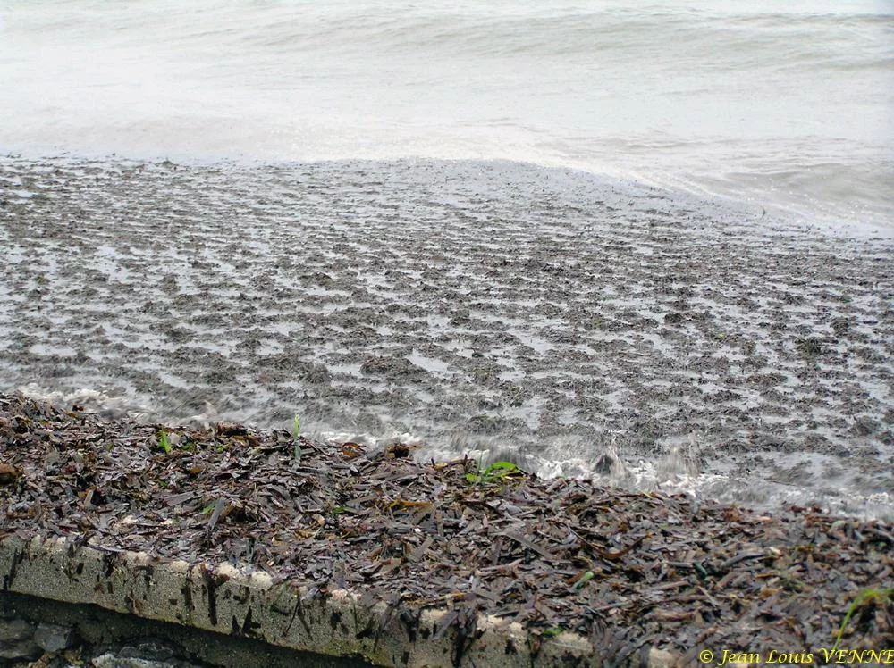 Des posidonies mortes envahissent la Seyne-sur-Mer