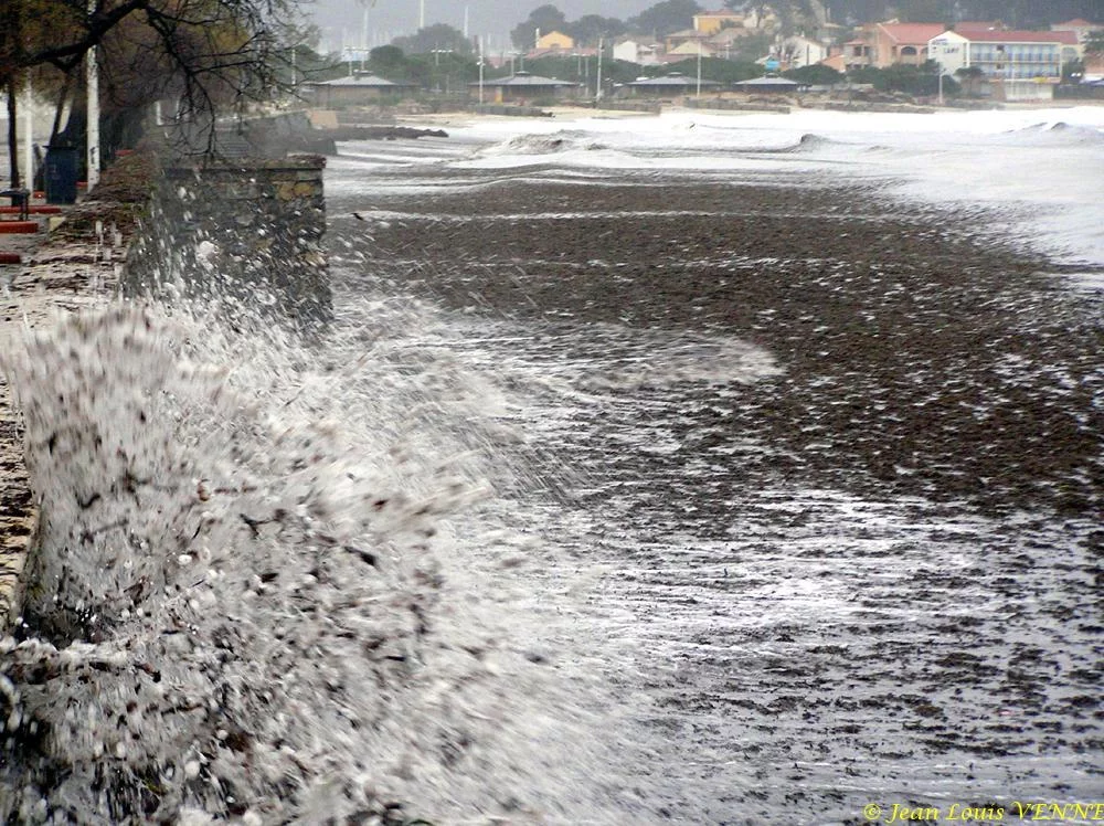 Des posidonies mortes envahissent la Seyne-sur-Mer