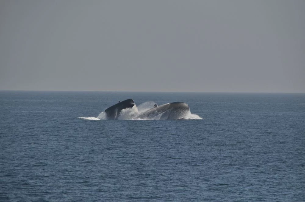 Le sous-marin fait surface