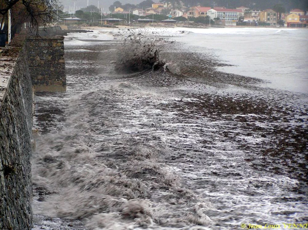 Des posidonies mortes envahissent la Seyne-sur-Mer