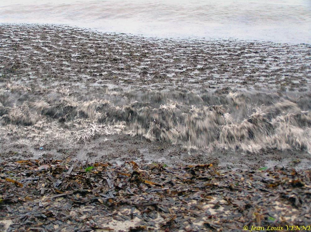 Des posidonies mortes envahissent la Seyne-sur-Mer