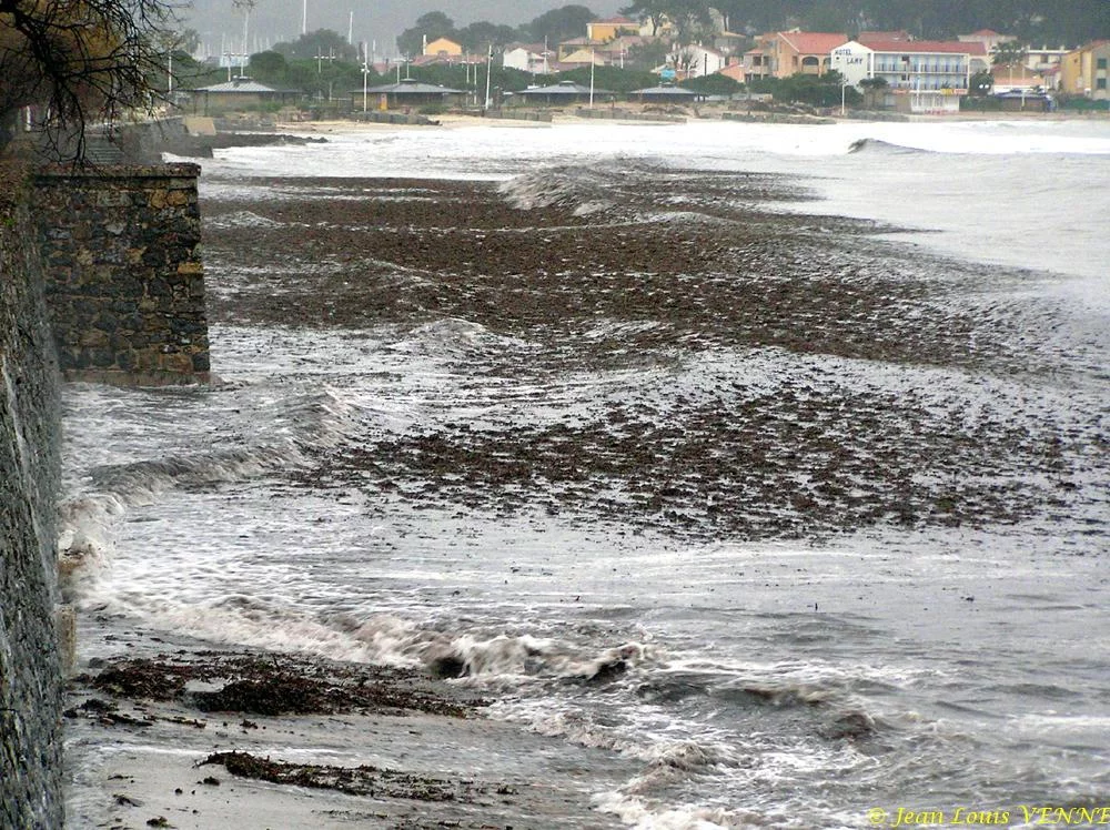 Des posidonies mortes envahissent la Seyne-sur-Mer