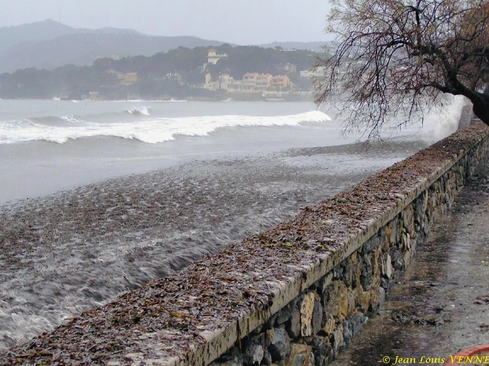 Des posidonies mortes envahissent la Seyne-sur-Mer