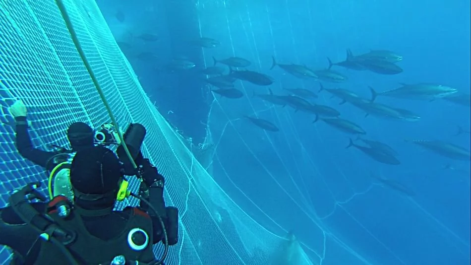 Un plongeur compte le nombre de thons dans une cage
