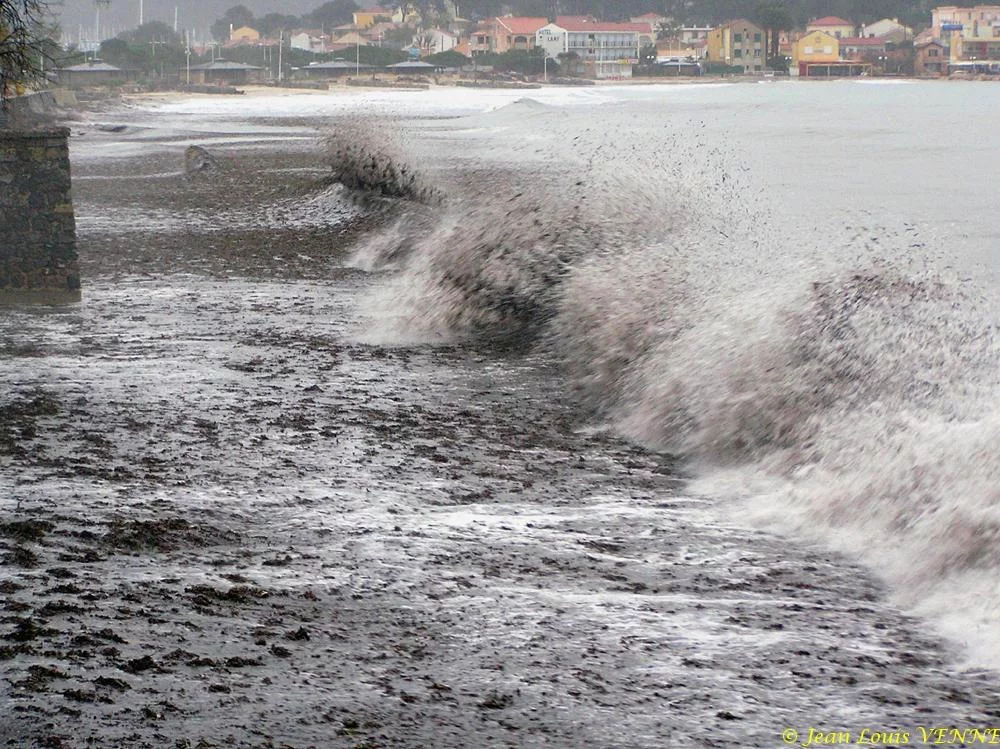 Des posidonies mortes envahissent la Seyne-sur-Mer