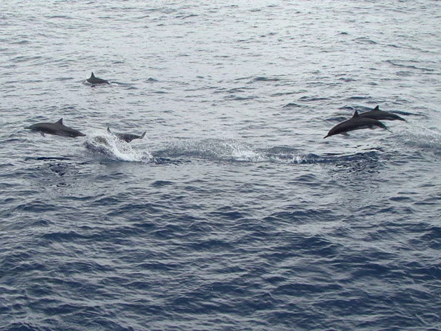 Rencontres en haute mer