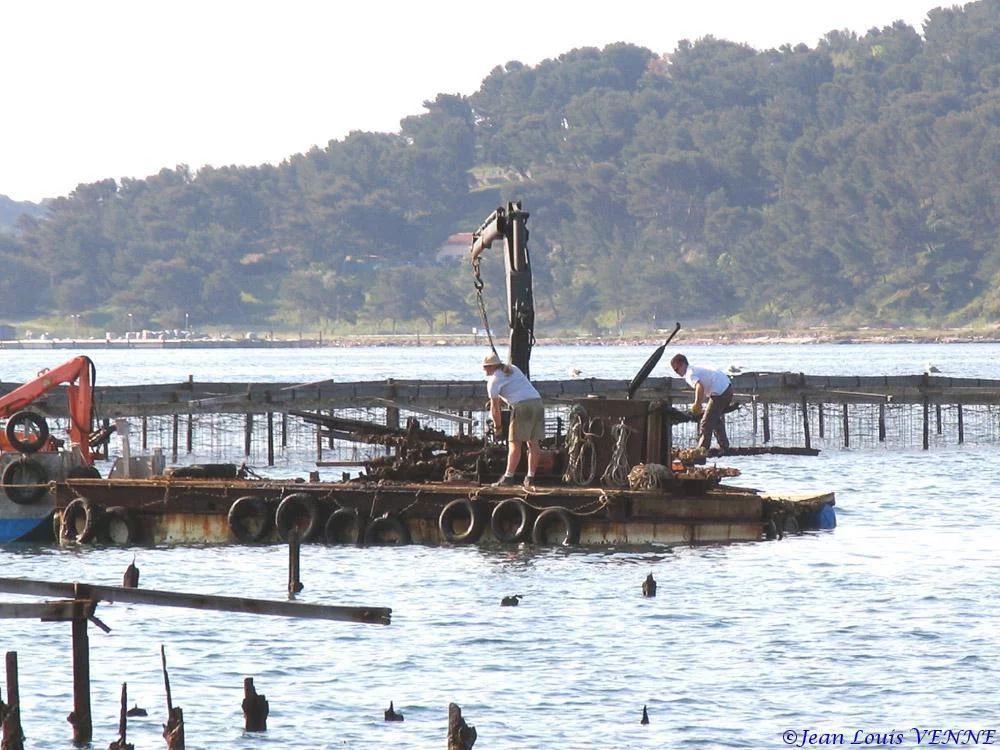 Extraction des pieux dans l’anse du Balaguier