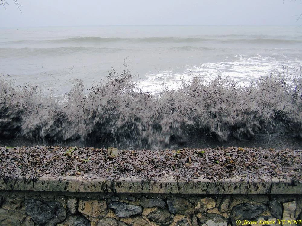 Des posidonies mortes envahissent la Seyne-sur-Mer