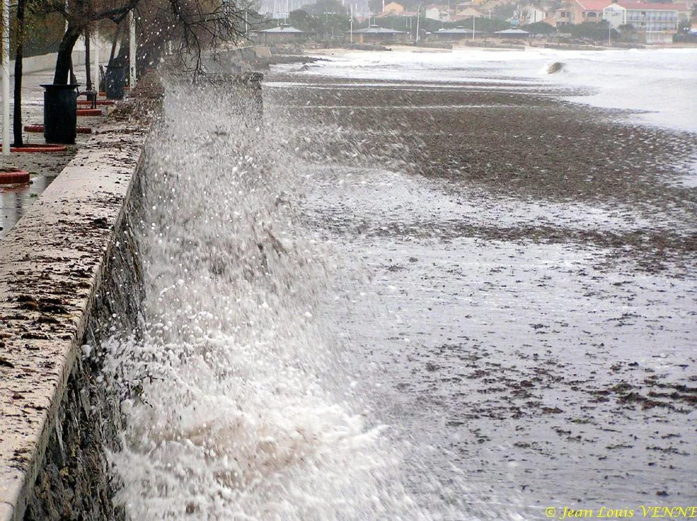 Des posidonies mortes envahissent la Seyne-sur-Mer