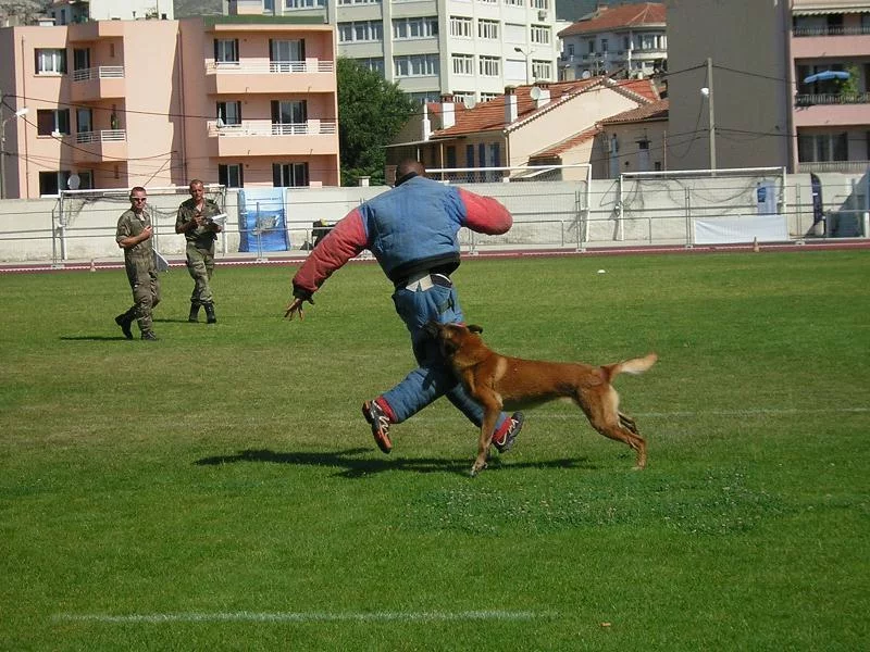 Championnat marine des chiens militaires à Toulon
