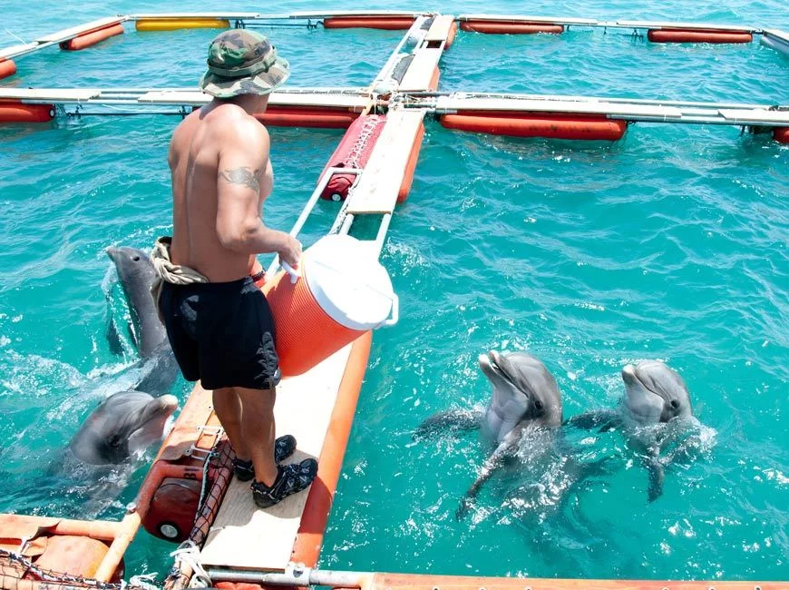 Les 4 dauphins de la marine américaine