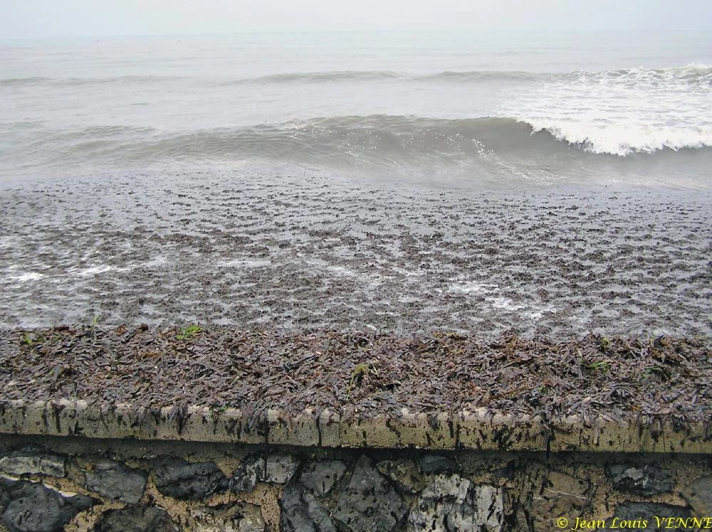 Des posidonies mortes envahissent la Seyne-sur-Mer