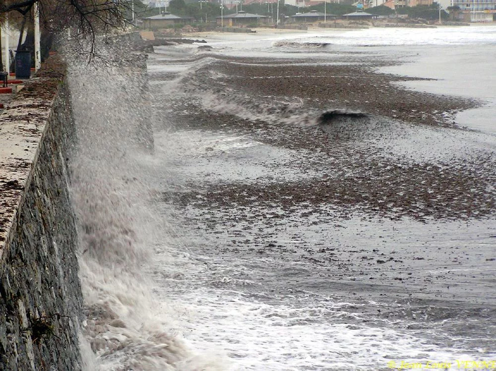 Des posidonies mortes envahissent la Seyne-sur-Mer