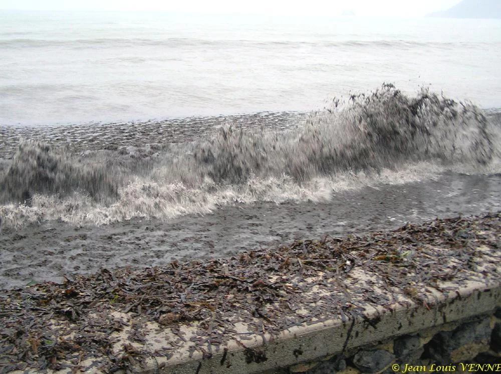 Des posidonies mortes envahissent la Seyne-sur-Mer