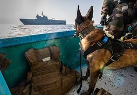 Jirone, un berger malinois de 8 ans