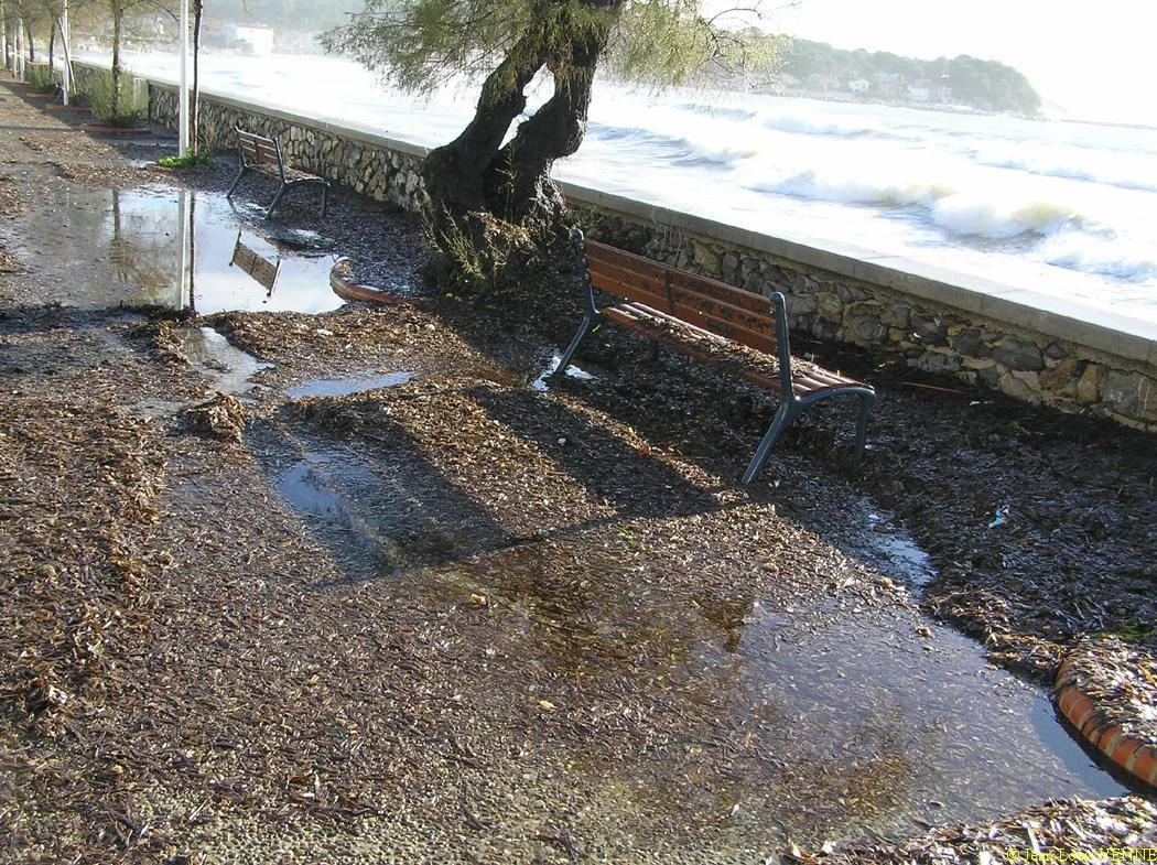 L'eau de mer stague au pied des arbres