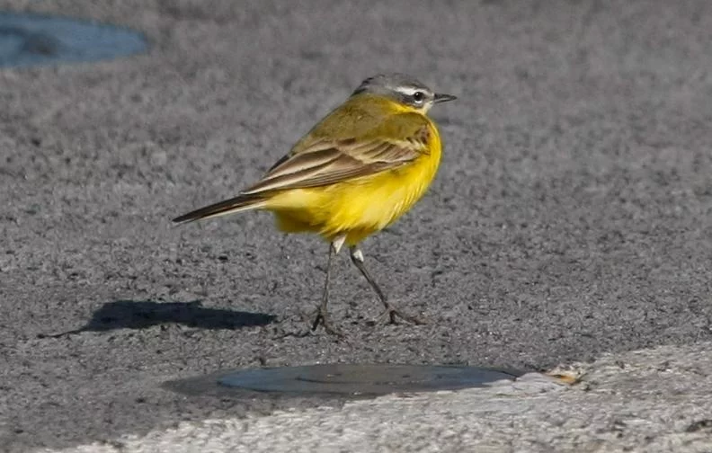 Du « volume AVIA » à Pâques, il n’y a qu’un oiseau…
