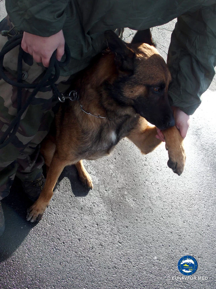 Le chien et son maître