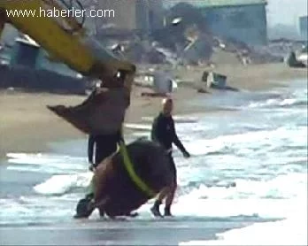 La mine est déplacée avec une pelle mécanique