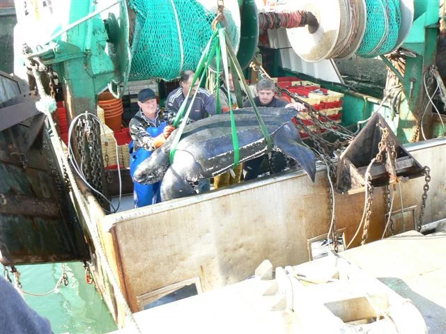 Sauvetage d’une tortue Luth de plus de 400kg en Manche 