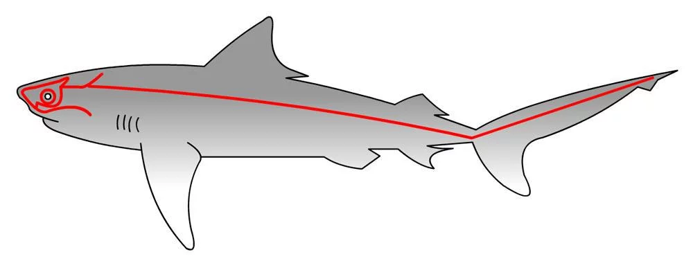 La ligne latérale chez le requin