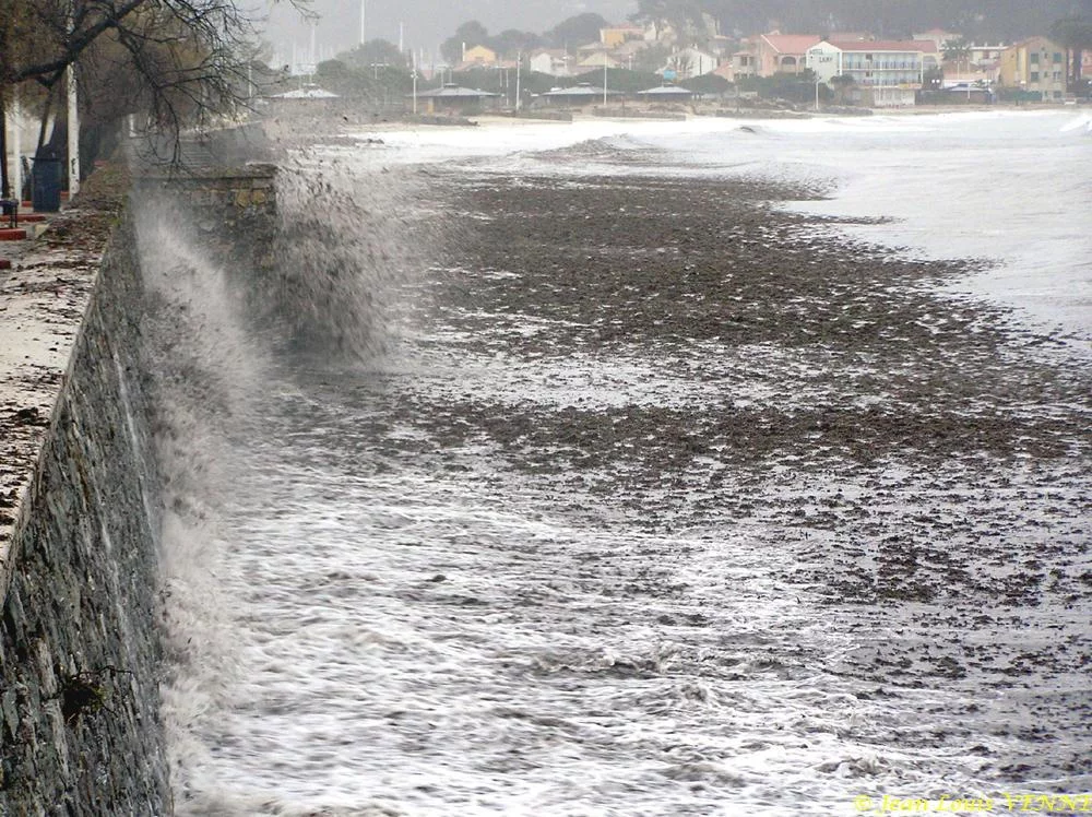 Des posidonies mortes envahissent la Seyne-sur-Mer