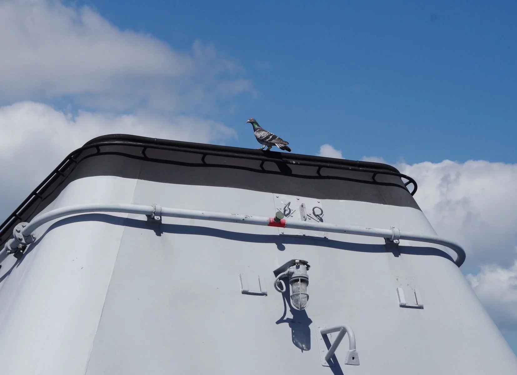 Un pigeon voyageur très attaché