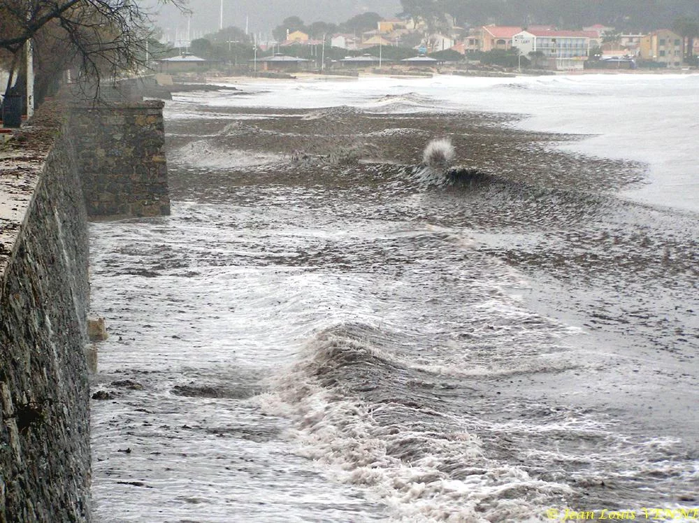 Des posidonies mortes envahissent la Seyne-sur-Mer
