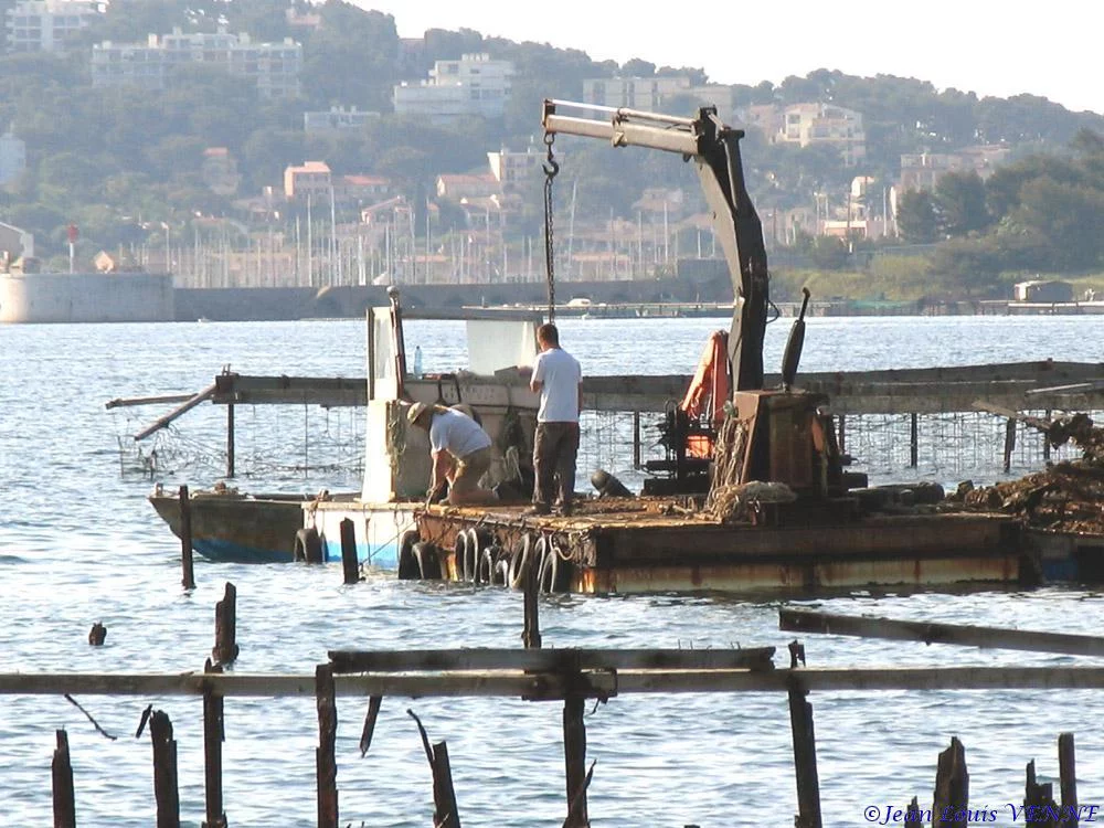 Extraction des pieux dans l’anse du Balaguier