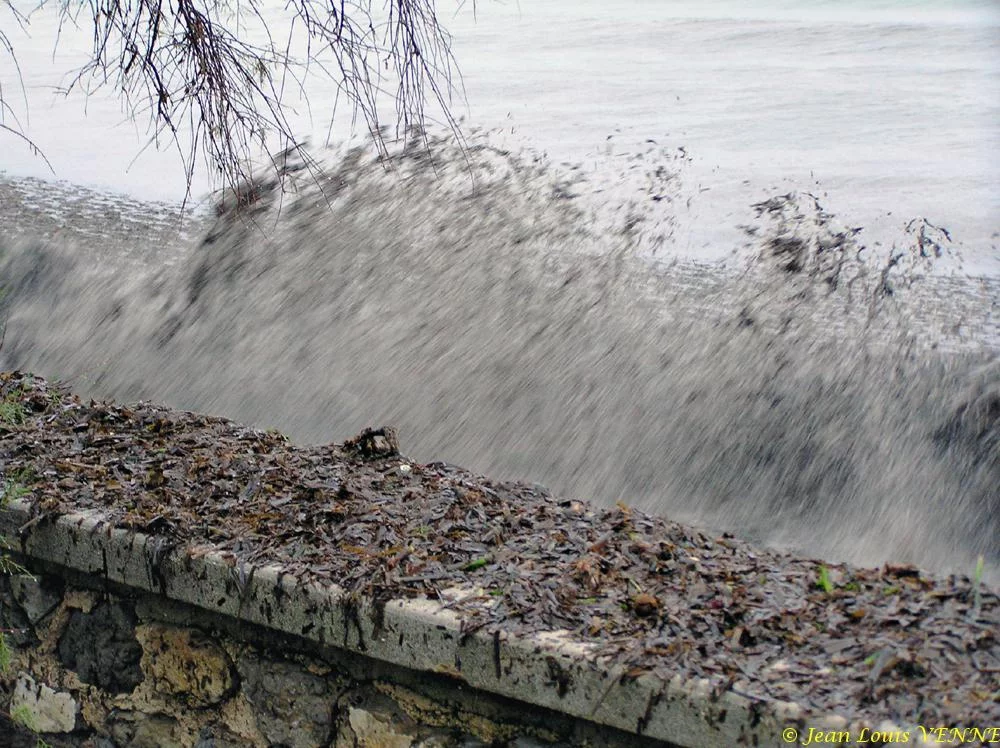 Des posidonies mortes envahissent la Seyne-sur-Mer